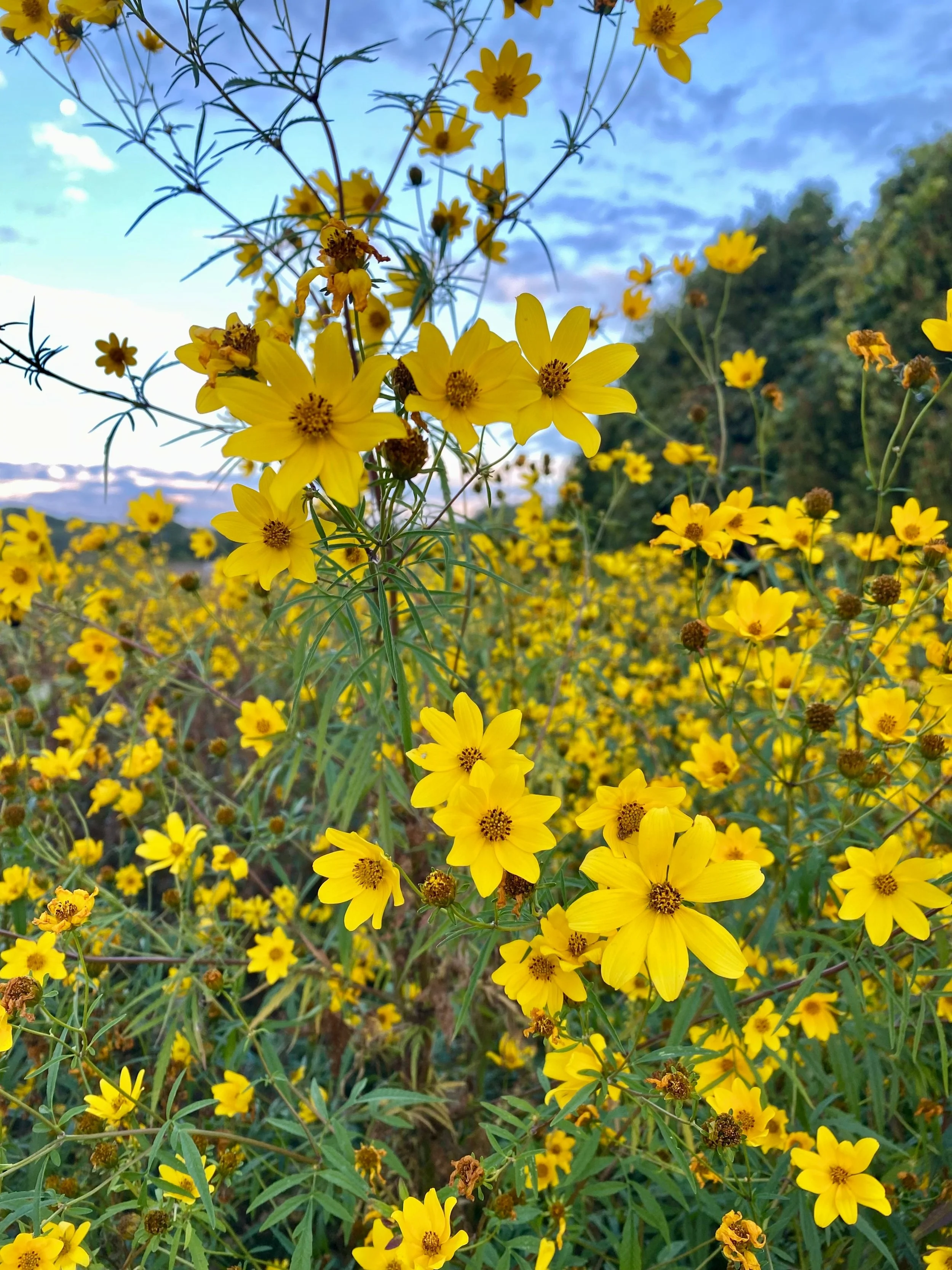 Sunflower Seeds 'Carousel' — Decker Rd. Seeds